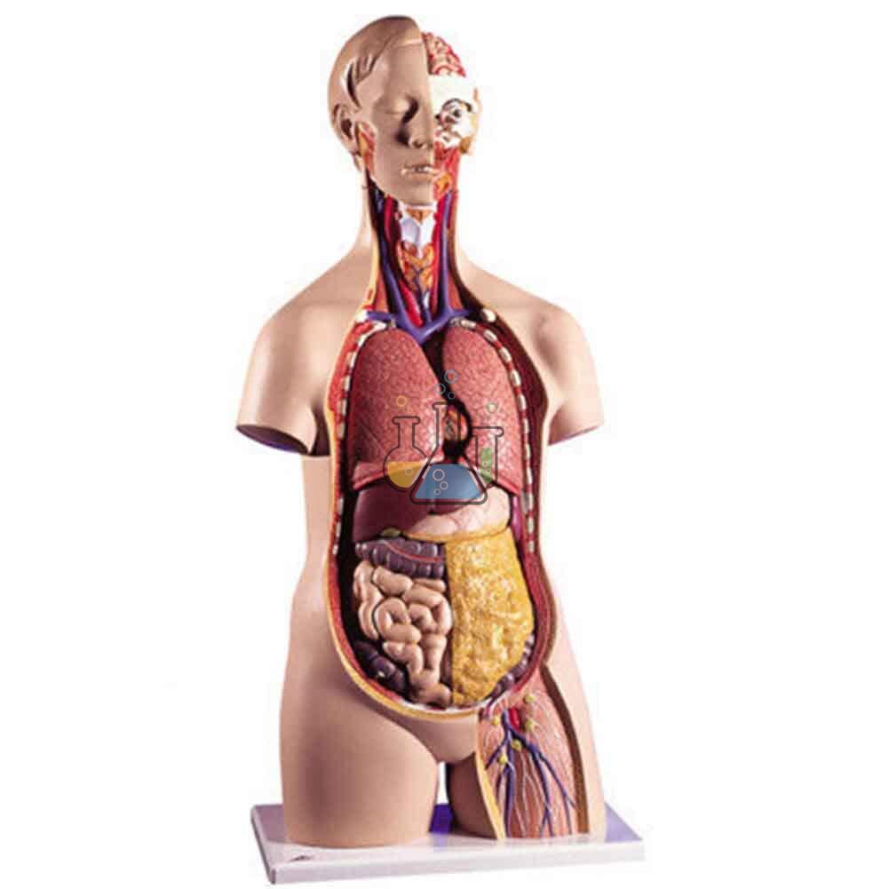 Genderless Classical Torso 14-piece